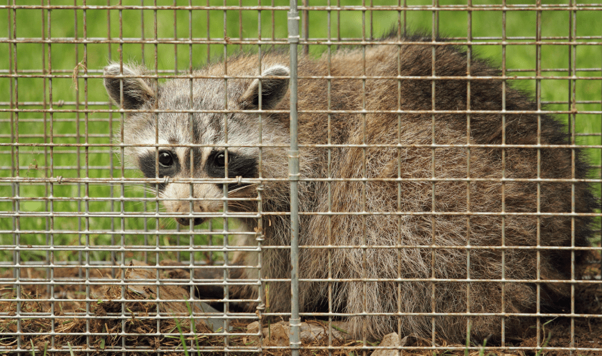 WILDLIFE REMOVAL